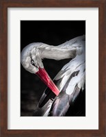 Framed Stork II