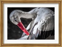 Framed Stork III