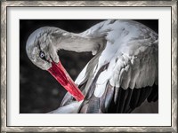 Framed Stork III