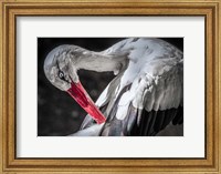 Framed Stork III