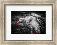 Framed Stork IV