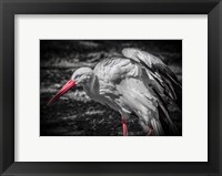 Framed Stork IV