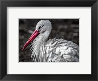Framed Stork V