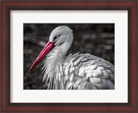 Framed Stork V