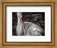 Framed Stork VI