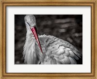 Framed Stork VI