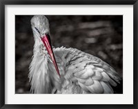 Framed Stork VI