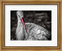 Framed Stork VI