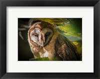 Framed Tawny Owl