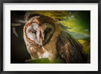 Framed Tawny Owl