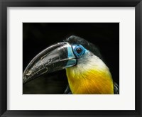 Framed Toucan