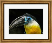 Framed Toucan