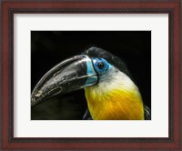Framed Toucan