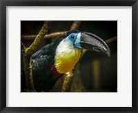 Framed Toucan II