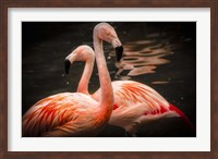Framed Flamingos