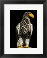 Framed Steller Eagle