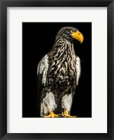 Framed Steller Eagle