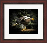 Framed Steller Eagle II