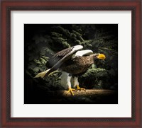 Framed Steller Eagle II