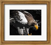 Framed Steller Eagle III