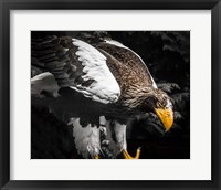 Framed Steller Eagle III