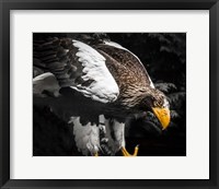 Framed Steller Eagle III