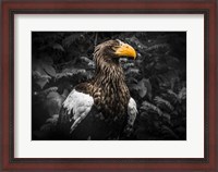 Framed Steller Eagle IV Black