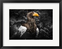 Framed Steller Eagle IV Black