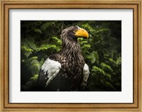 Framed Steller Eagle IV