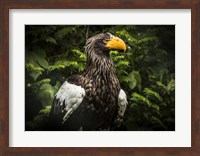 Framed Steller Eagle IV