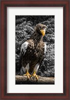 Framed Steller Eagle V crop