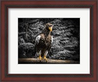 Framed Steller Eagle V