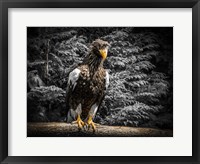 Framed Steller Eagle V