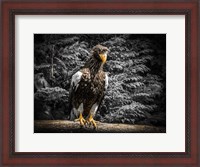 Framed Steller Eagle V