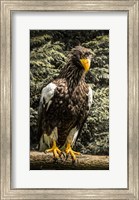 Framed Steller Eagle VI crop