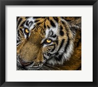 Framed Tiger Close Up