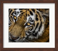 Framed Tiger Close Up