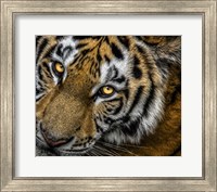 Framed Tiger Close Up