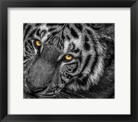 Framed Tiger Close Up Black & White