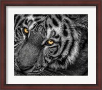 Framed Tiger Close Up Black & White