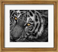 Framed Tiger Close Up Black & White