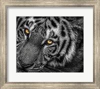 Framed Tiger Close Up Black & White