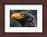 Framed Steller Sea Eagle Black & White