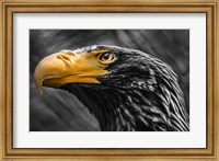 Framed Steller Sea Eagle Black & White