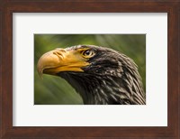 Framed Steller Sea Eagle