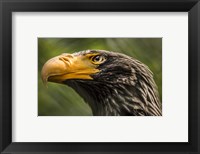 Framed Steller Sea Eagle