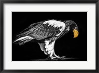Framed Steller Sea Eagle II Black & White
