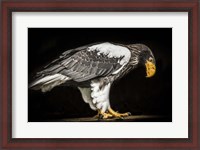 Framed Steller Sea Eagle II