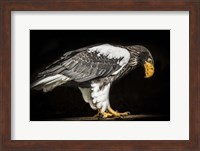 Framed Steller Sea Eagle II
