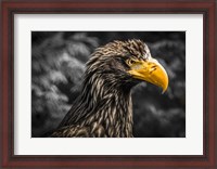 Framed Steller Sea Eagle III Black